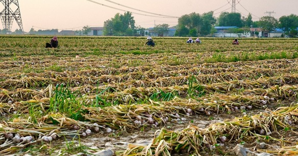 Không phải vải hay sầu riêng, Trung Quốc lo mất mùa một loại nông sản Việt Nam đang trồng rất nhiều: Diện tích trồng hơn 800.000 ha, đang xuất khẩu đứng đầu thế giới