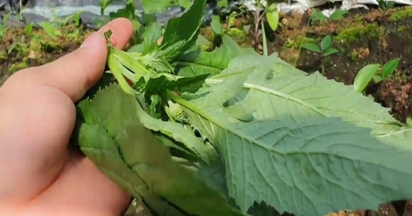 Loại rau bồi bổ cơ thể, làm mát gan: Mọc hoang đầy Việt Nam mà ít ai biết để ăn