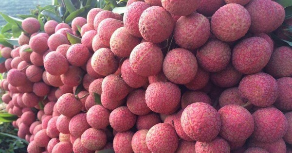 Gần 5.000 tấn vải thiều Việt chuẩn bị xuất khẩu sang Trung Quốc: Doanh nghiệp láng giềng tăng tốc gom hàng