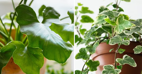 6 loại cây không nên trồng trong nhà