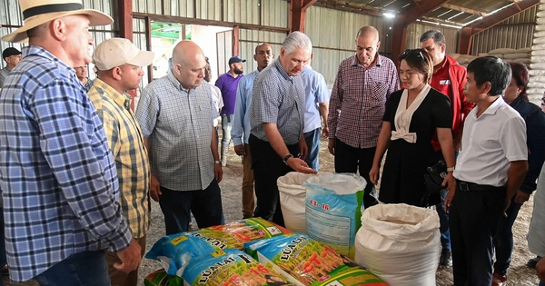 Cuba áp dụng 'bí quyết' trồng lúa của Việt Nam, thu kết quả khiến lãnh đạo bất ngờ