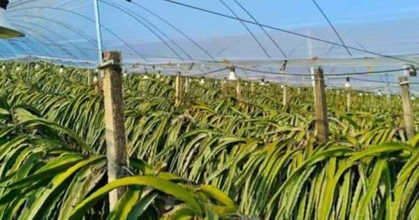 Không phải sầu riêng, Trung Quốc than khó với loại trái cây Việt Nam đang sản xuất đứng đầu thế giới: Giá chạm đáy 18.000 đồng/kg