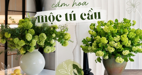Loài hoa được vua Càn Long ví như 