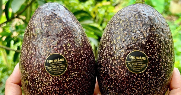 Bơ 160.000 đồng/kg vẫn ‘cháy hàng’, khách muốn mua phải đặt trước cả tháng