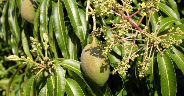 Hiện tượng cây xoài nở hoa