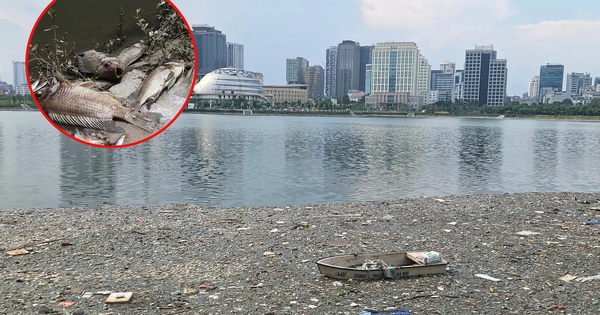 Cá chết nổi trắng góc hồ ở Hà Nội, bốc mùi nồng nặc, chính quyền nhận định nguyên nhân