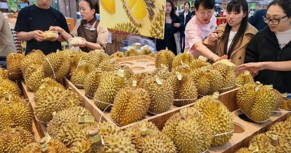 Kéo cả vali đi gom sầu riêng: Người phụ nữ gây sốt khi mua 14kg với giá chỉ 1 triệu đồng
