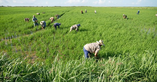 Cuba áp dụng cách của Việt Nam: Thả một loài vật xuống ruộng lúa, kết quả gây bất ngờ