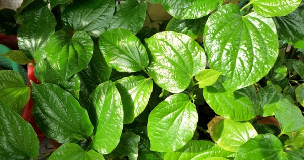 Lời khuyên đến những gia đình đang trồng cây lá lốt