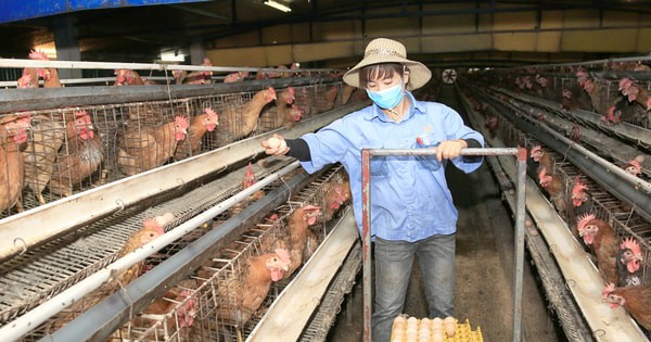 Xây dựng hệ sinh thái chăn nuôi xanh: Tăng sức cạnh tranh để phát triển bền vững