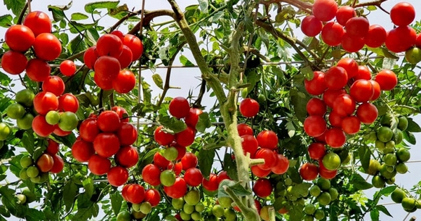 Lời khuyên đến những gia đình đang trồng cây cà chua