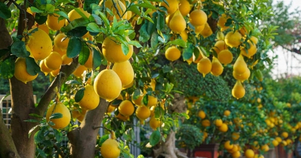 Lời khuyên đến những gia đình đang trồng cây bưởi