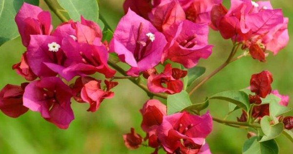 9 lý do tại sao gia đình nào cũng nên trồng cây hoa giấy