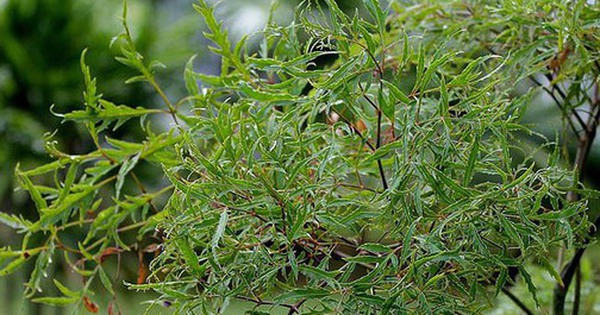 3 lý do bạn nên trồng một cây đinh lăng trong nhà
