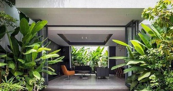 5 loại cây không nên trồng trước cửa nhà: Cây càng xanh tốt nhà càng suy