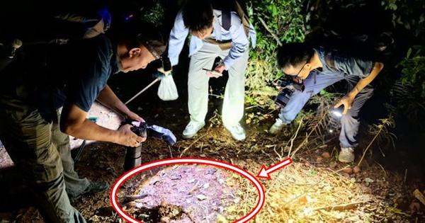 Đang khảo sát trong rừng, chuyên gia sững người khi thấy sinh vật 'hai đầu' kỳ lạ: Chưa từng thấy bao giờ