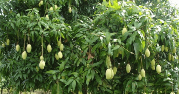 Lời khuyên dành cho những gia đình đang trồng cây xoài