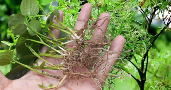 Uống lá đinh lăng, rễ lá lốt, người đàn ông cấp cứu vì không thể đi lại
