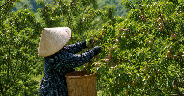 Loại quả bán đầy chợ Việt sang Mỹ thành hàng đắt đỏ: Có nơi giá chạm mốc 700.000 đồng/kg, ai cũng ngỡ ngàng
