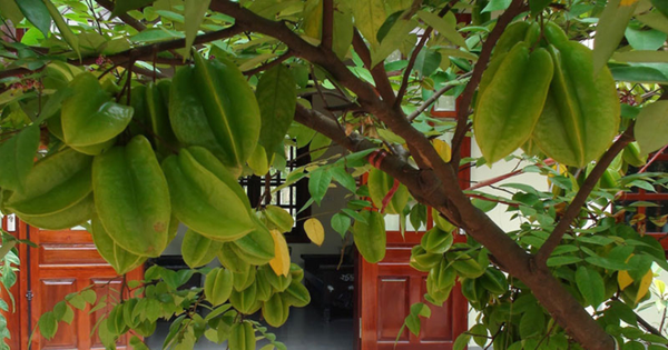 5 cây ăn quả tránh trồng trước nhà