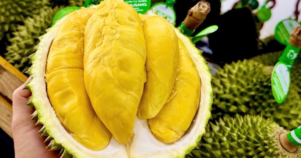 Sầu riêng 50.000 đồng/kg vẫn khó bán, loại nửa triệu đồng/kg lại ‘cháy hàng’