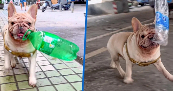 Chú chó đang gây sốt vì kiếm được hàng trăm triệu chỉ nhờ nhặt ve chai