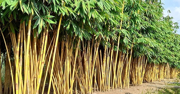 Lời khuyên dành cho những gia đình đang trồng cây tre
