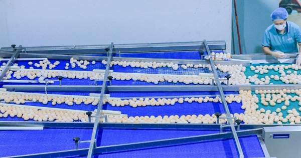 Phát hiện 1 nhà máy trứng sản xuất gần 900.000 quả/ngày: Trứng “không chạm đất” từ lúc đẻ tới lúc bán