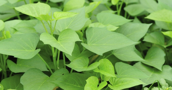Việt Nam có 1 loại rau rẻ bèo, cực quen thuộc, hóa ra là 