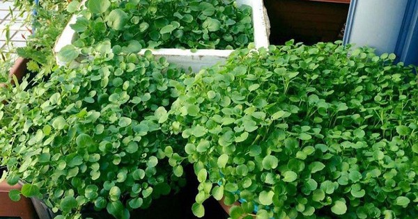 Loại rau tốt cho sức khoẻ nhất hoá ra mọc đầy Việt
