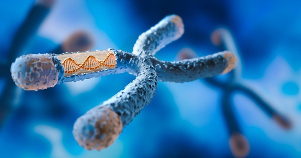 Một lỗi DNA có thể biến chuột cái thành đực: Hy vọng cho con