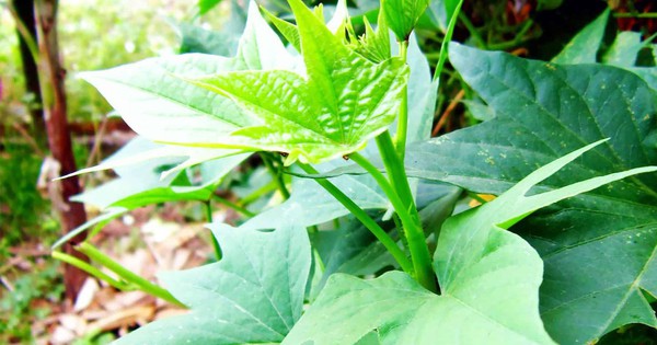 Người xưa coi đây là "rau dưỡng thọ", thường trồng quanh nhà