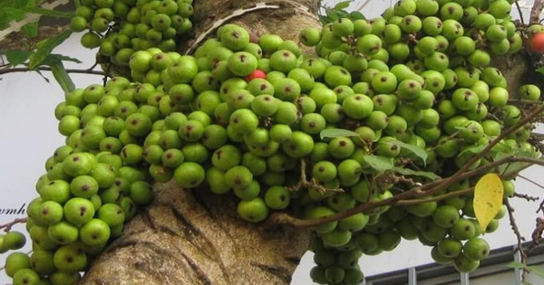 Hiện tượng cây sung nở hoa