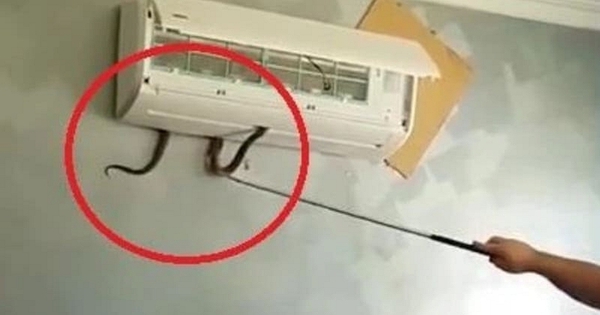 Cách phòng tránh rắn chui vào điều hòa trong ngày hè