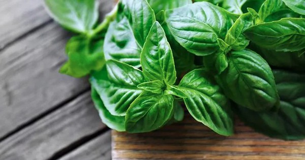 Vì sao ai cũng nên trồng một cây húng quế ở nhà?