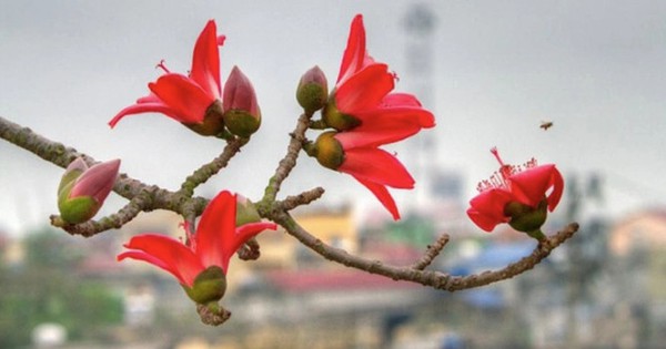 4 cây đẹp mấy cũng KHÔNG trồng trước cửa nhà