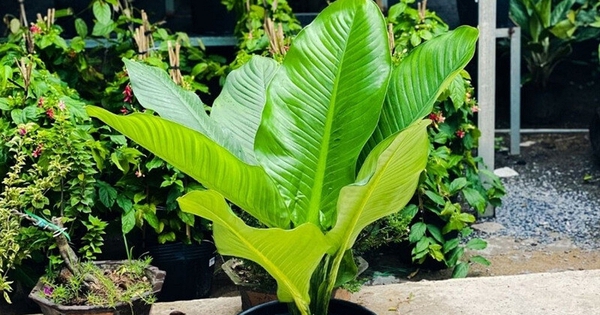 5 lợi ích khi trồng cây đại phú gia
