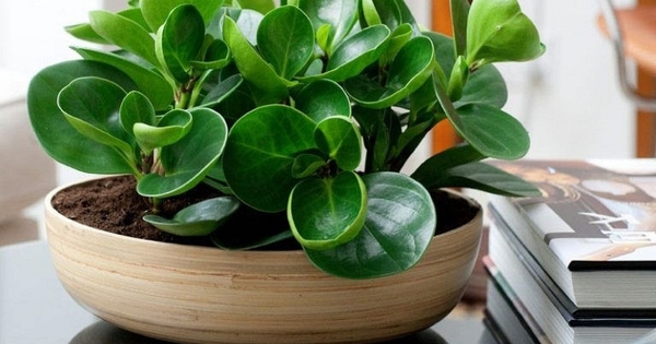 4 lời khuyên dành cho các gia đình đang trồng cây trường sinh