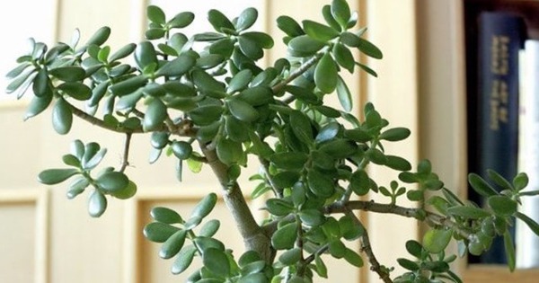 3 loại cây đặt trong nhà có thể sống trăm năm: Được xem như 