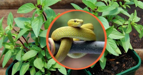 5 cây trồng quanh nhà khiến rắn 