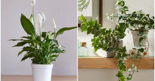 7 loại cây hút ẩm tốt thích hợp đặt trong phòng tắm