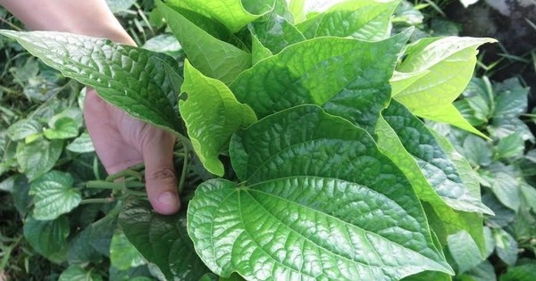Vì sao nhiều gia đình xưa trồng cây lá lốt sau bếp?