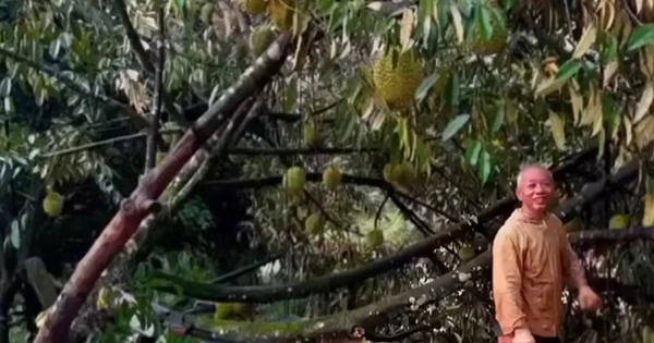 Lốc xoáy kèm mưa lớn làm rụng hơn 50 tấn sầu riêng ở Lâm Đồng
