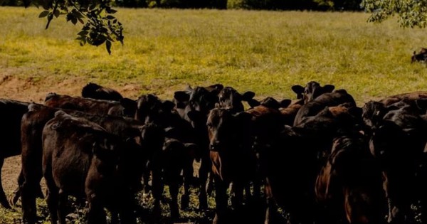 Bê bối Ponzi chấn động: Tỷ phú lợi dụng 'đàn gia súc ma' 80.