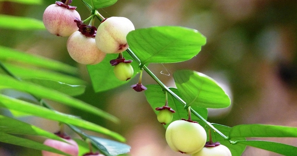 Công dụng của rau ngót