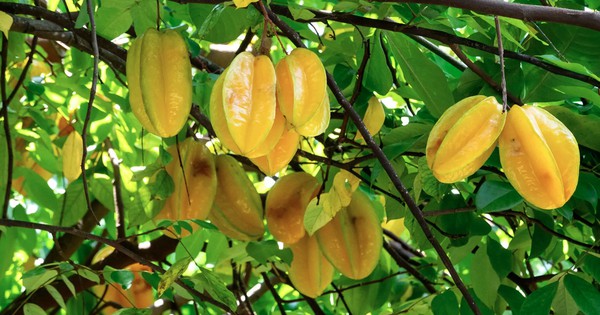 Vì sao người xưa thường trồng cây khế trong sân nhà?