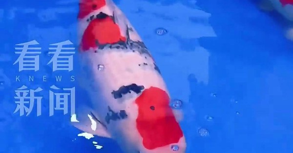 Một con cá Koi vừa được bán với giá 15,5 tỷ đồng, mang trong