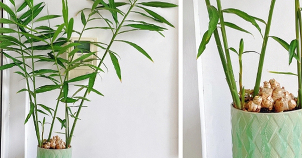4 lý do vì sao bạn nên trồng cây gừng trong nhà