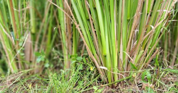 Loài cỏ được ví là "cỏ thần" chống sạt lở, còn có khả năng g