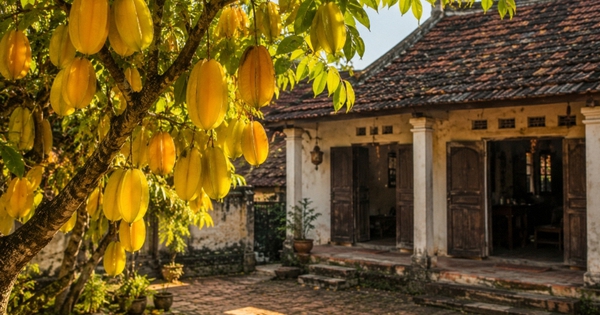 Người xưa dặn đừng chặt 3 cây quý trong sân vườn, 